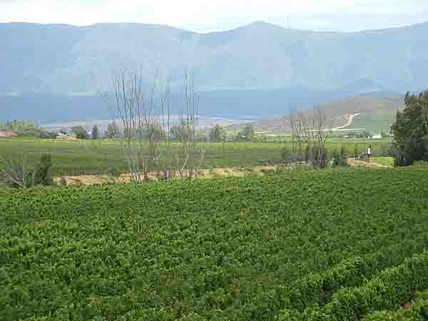 Breede River Valley 